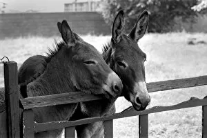 Images Dated 12th August 1977: Donkeys. August 1977 77-04351