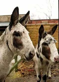 Images Dated 17th December 1999: Donkeys at a West Midlands Donkey sanctuary
