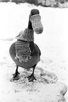 Dottie the Duck - January 1985 in the snow wearing a scarf and beak warmer Dottie the Duck - January 1985 in the snow wearing a scarf and beak warmer