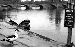A duck stops to read the sign by the river Avon at Stratford-upon-Avon
