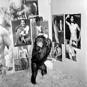 Images Dated 17th January 1975: Dudley Zoo: Animals: Ko Ko the chimpanzee. January 1975 75-00329-002