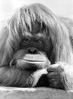 Dudley Zoo's Orang Utan Annie is camera shy - she will go to any length to stop Dudley Zoo's Orang Utan Annie is camera shy - she will go to any length to stop