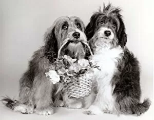 Images Dated 1st April 1987: Duffy & Pippin - Dog Actors - April 1987 with a basket of flowers A©mirrorpix
