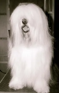 Duke the Dulux paint dog June 1984 A©Mirrorpix Duke the Dulux paint dog June 1984 A©Mirrorpix