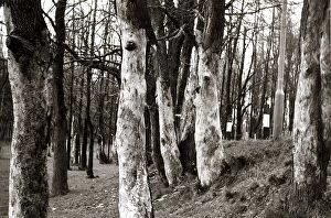 Dutch Elm Tree - trees tree bark Close up Woods Woodlands