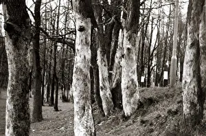 Dutch Elm Tree - trees tree bark Close up Woods Woodlands Dutch Elm Tree - trees tree bark Close up Woods Woodlands