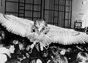 An Eagle Owl visits a Primary school in Riverhead. April 4th 1984 P044327 An Eagle Owl visits a Primary school in Riverhead. April 4th 1984 P044327
