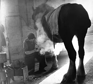 East Yorkshire Farrier seen here shoe-ing a Shire horse. 1st March 1977 East Yorkshire Farrier seen here shoe-ing a Shire horse. 1st March 1977