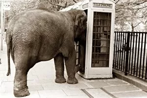 An elephant attempts to use a phone booth