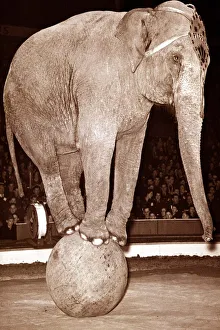 An elephant balances on a large ball as part of a circus act An elephant balances on a large ball as part of a circus act