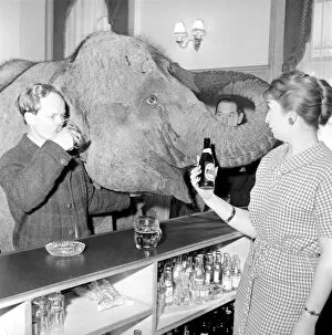 00067 Gallery: Elephant visit pub and orders drinks. 1960 C34B