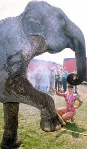 00074 Gallery: One of the elephants that performs at Chipperfields Circus