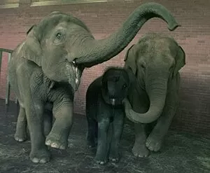 Images Dated 14th May 1998: The elephants at Twycross Zoo meet their newest resident. 1998