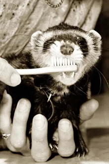 erret having its teeth cleaned with a toothbrush May 1982 Chips the ferret erret having its teeth cleaned with a toothbrush May 1982 Chips the ferret