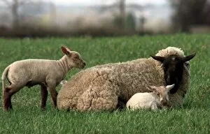 Images Dated 30th March 1999: A Ewe watches protecively over her new born lambs in the village of Sutton Maddock near
