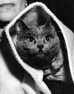 The Eyes Have It: Hey diddle diddle a cat and a riddle are posed in this picture of The Eyes Have It: Hey diddle diddle a cat and a riddle are posed in this picture of
