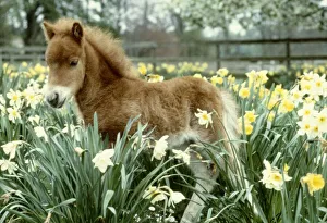 A Falabella miniature foal at Kilverstone Wildlife Park May 1983 A Falabella miniature foal at Kilverstone Wildlife Park May 1983