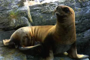Falklands Sea Seal where the population has dropped by 90% March 1993 Falklands Sea Seal where the population has dropped by 90% March 1993