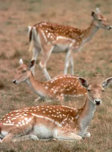 Images Dated 2nd August 1993: Fallow Deer resting in the fields August 1993