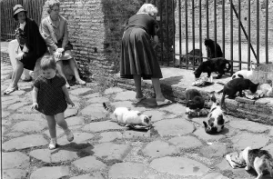 00137 Gallery: The Famous cats which live at The Colosseum in Rome Italy