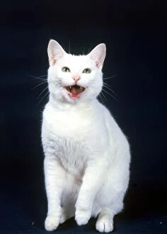 Images Dated 6th January 1987: Famous television commercial cat Arthur laughing January 1987