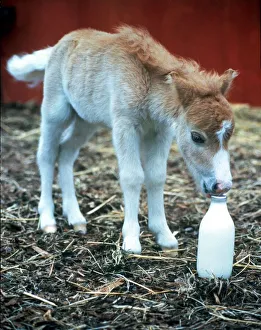 Fanfare the world smallest horse only 14 inches high and weighs 20lbs Fanfare the world smallest horse only 14 inches high and weighs 20lbs