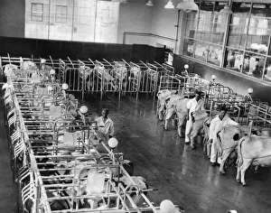 Farmers with cows at a milking parlour at a dairy farm. June 1939 P004478 Farmers with cows at a milking parlour at a dairy farm. June 1939 P004478