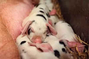 Images Dated 1st January 1990: Feeding time for a litter of piglets