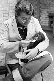 Feeding time for Salome, Baby Gorilla, aged 8 weeks old, fed by Keeper Feeding time for Salome, Baby Gorilla, aged 8 weeks old, fed by Keeper