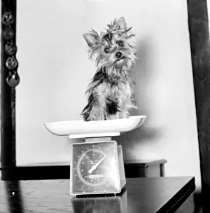 Fifi here is smaller than the average Yorkshire Terrier Fifi here is smaller than the average Yorkshire Terrier