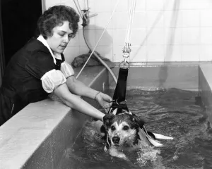 The first-ever hydratherapy pool for dogs is now in operation at the RSPCA, Holloway The first-ever hydratherapy pool for dogs is now in operation at the RSPCA, Holloway