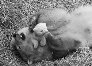 Images Dated 14th February 1973: For the first time, Paddiwack the polar bear cub born to Sam