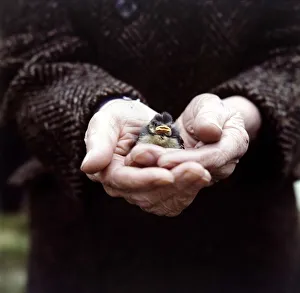 Images Dated 6th June 1971: A fledgling Chaffinch held in the palm of the hand June 1971