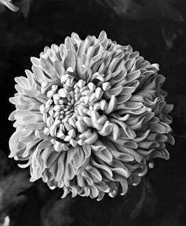 Flowers, An Alice Jones Chrysant. August 1972 P008146