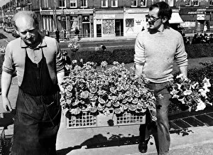 Images Dated 21st June 1977: Flowers by the box load being carried into Stanley Park, Bootle