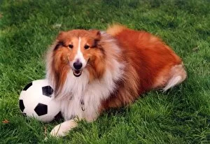 A footballing Collie dog
