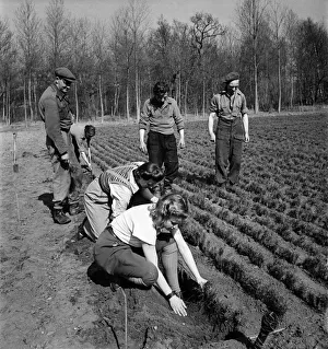 Forestry Commission Workers planting a new forest at Theford Chase in Norfolk Forestry Commission Workers planting a new forest at Theford Chase in Norfolk