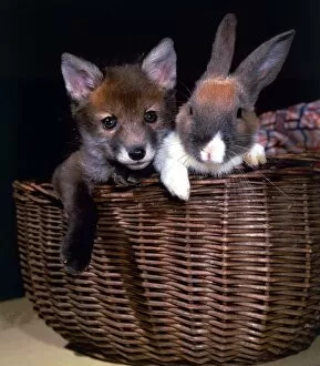 A Fox cub and a rabbit together in a wicker basket February 1987