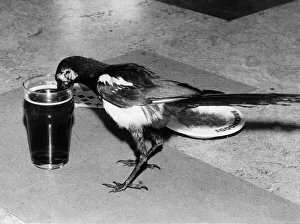 Fred the beer drinking Magpie seen here enjoying a pint August 1979 Fred the beer drinking Magpie seen here enjoying a pint August 1979