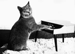 fred-cat-playing-toy-piano-