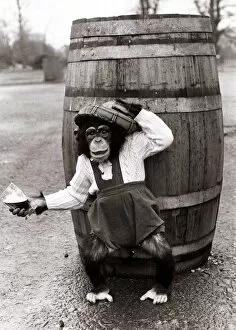 Fred the chimpanzee wearing clothes and tartan hat to open the eighth season of the Blair