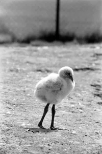 Freddie the Flamingo: A little ball of fluff, a real puzzler Freddie the Flamingo: A little ball of fluff, a real puzzler