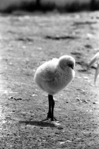 Freddie the Flamingo: A little ball of fluff, a real puzzler Freddie the Flamingo: A little ball of fluff, a real puzzler