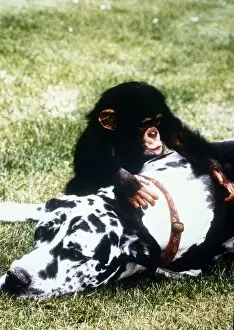 Images Dated 25th January 1995: Freddie the Great Dane with Baby Chimp Teddy January 1995