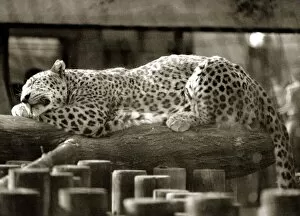 Images Dated 4th May 1990: Fritz the Leopard relaxes in the sun - May 1990