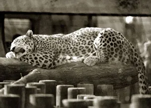 Images Dated 4th May 1990: Fritz the Leopard relaxes in the sun - May 1990