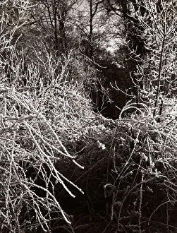Frost Hadley Wood - Seasons - Winter Trees Tree Frost Hadley Wood - Seasons - Winter Trees Tree