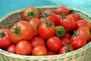 Images Dated 25th August 1997: Fruit Tomato Tomatos fresh picked in Basket