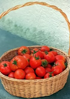 Images Dated 25th August 1997: Fruit Tomato Tomatos Italian fresh picked in Basket