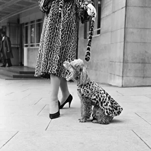 00363 Gallery: Fur coats for dogs. A doodle wearing a leopard print fur coat September 1957